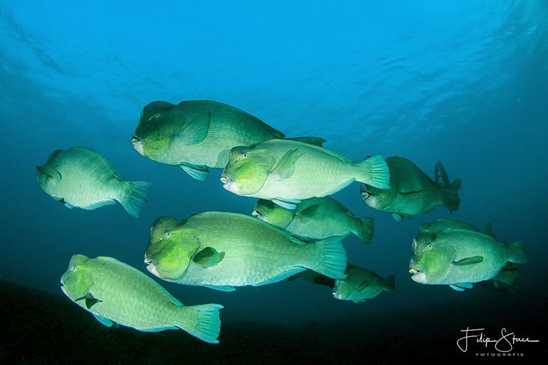 Bumphead parrotfish, Tulamben, Bali. by Filip Staes 