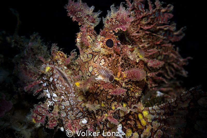 rhinopias with parasit by Volker Lonz 