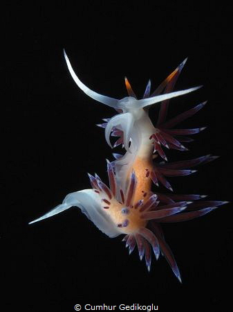 Cratena peregrina
Invisible swing by Cumhur Gedikoglu 