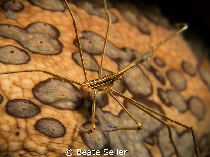 Another planet, arrow crab on a sea cucumber by Beate Seiler 