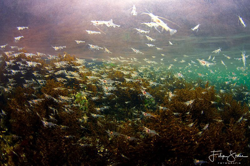 "Shrimprun" (Hemimysis lamorna) Lake Grevelingen, Zeeland... by Filip Staes 