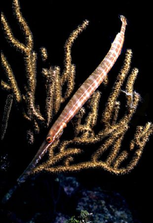 'HIDIN' IN THE WHIPS' Walindi Plantation, Ingles Shoal, W... by Rick Tegeler 
