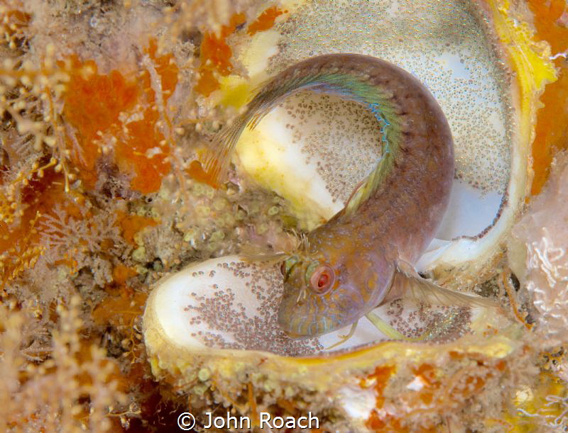 The Diamond Mine
Parablennius Marmorus 
Seaweed Blenny by John Roach 