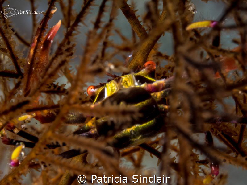 "Embedded"
This crab moved into the gorgonian to avoid b... by Patricia Sinclair 