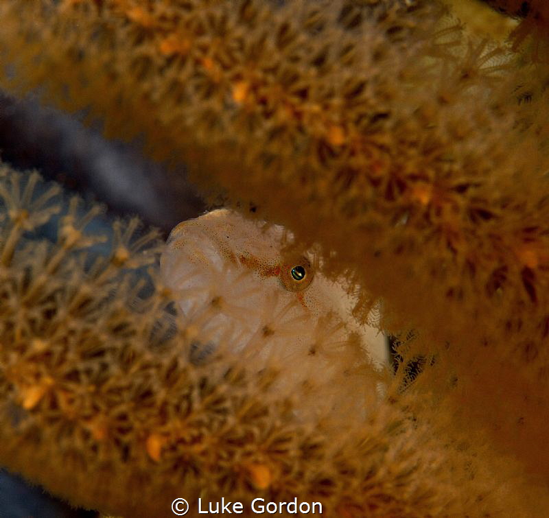 Through the looking glass by Luke Gordon 