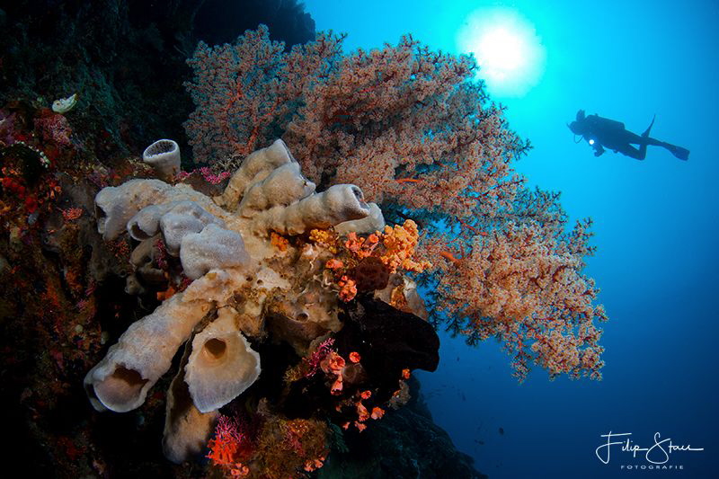 At the drop-off, Bunaken, Sulawesi. by Filip Staes 
