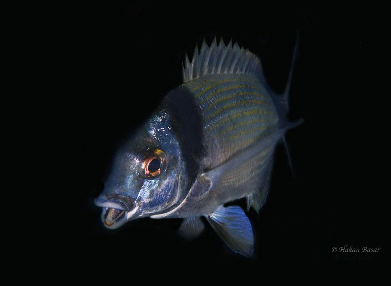 Diplodus vulgaris by Hakan Basar 