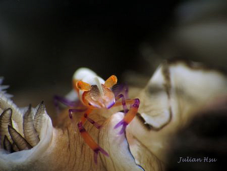 Zenopontonia rex on Doriprismatica atromarginata
@Keelun... by Julian Hsu 