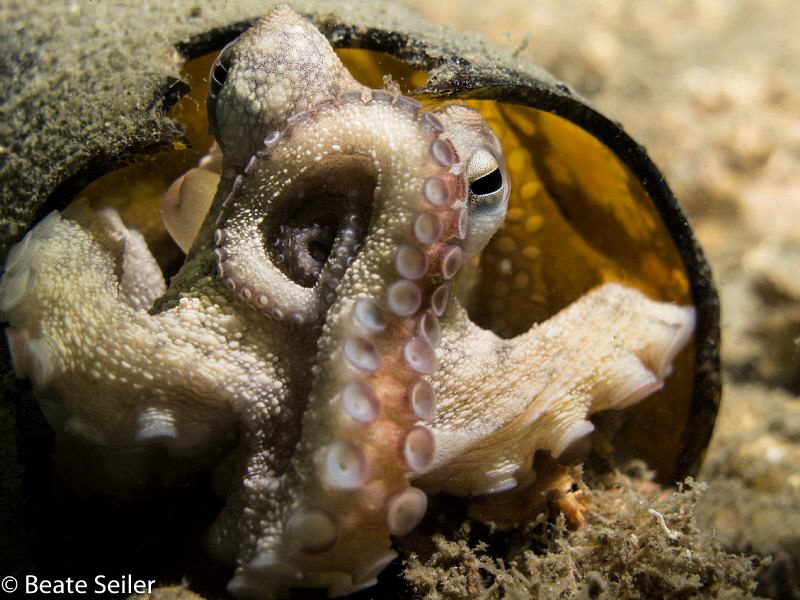 Living in a bottle ! by Beate Seiler 