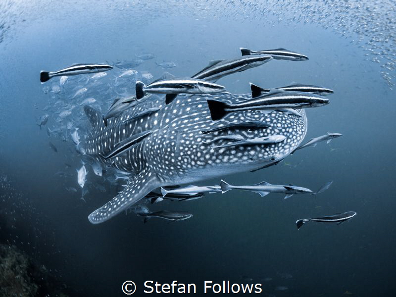 Bigmouth Strikes Again

Whale Shark - Rhincodon typus
... by Stefan Follows 