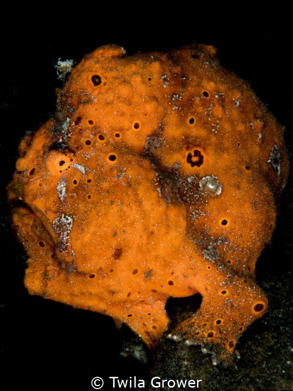 Portrait by Twila Grower 