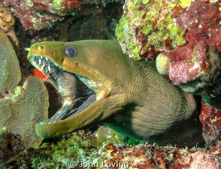 green moray by John Loving 