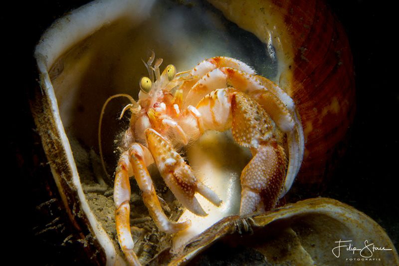 " I think my house is too big..." Common marine hermit cr... by Filip Staes 