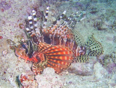 Lion Fish at 20ft!Maeda Point Okinawa, Japan. by Andrew Page 