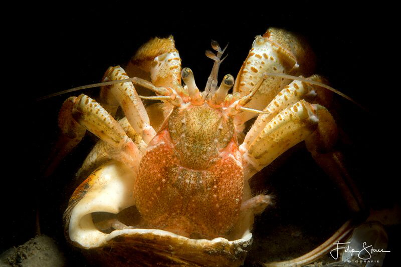I'm quite sure my house is too small..."Common marine her... by Filip Staes 