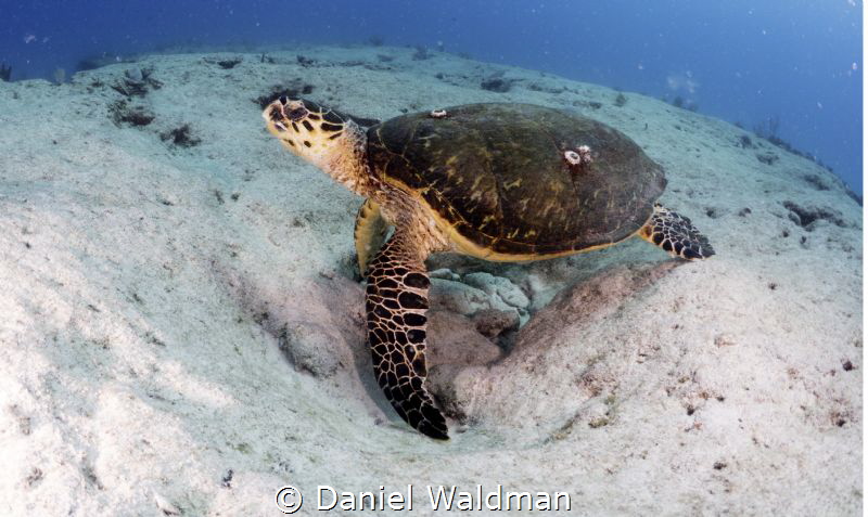 Turtle posing by Daniel Waldman 