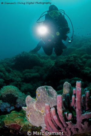 Tokina 10-17mm w sea and sea ds1 strobes. by Marc Damant 