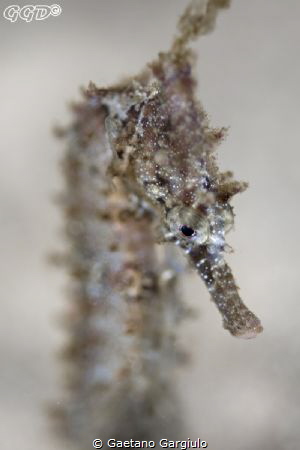 Shot with a +10 cropped vertical, the clear background is... by Gaetano Gargiulo 