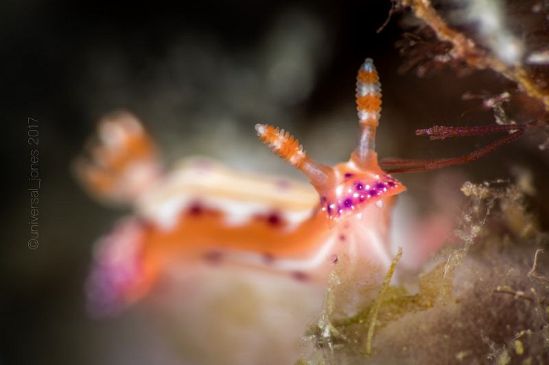 Hypselodoris Infucata by Wayne Jones 