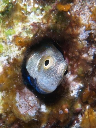 Blenny taken in Sharksbay with Olympus E-300. by Nikki Van Veelen 