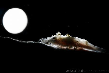 M O O N 
Cryptic sponge coral shrimp (Galastorcaris paro... by Irwin Ang 