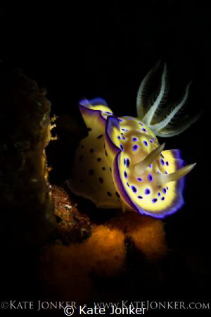 Marilyn Monroe Nudibranch
Chromodoris kuniei, Anilao, Ph... by Kate Jonker 