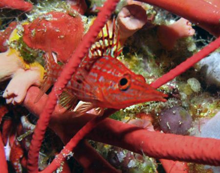 Longnose hawkfish at Big Drop Off, Palau... IXUS 750


 by Alex Tattersall 
