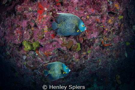 Fish Romance by Henley Spiers 