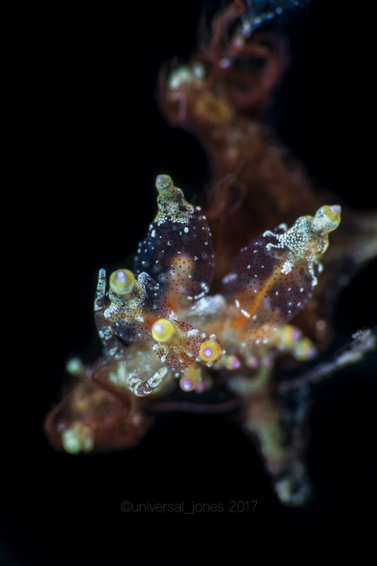 Eubranchus sp. by Wayne Jones 