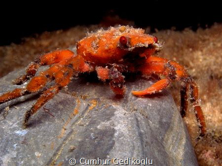Herbstia condyliata
Runzelige Seespinne by Cumhur Gedikoglu 