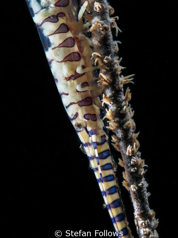 The blackness of darkness forever ...

Sawblade Shrimp ... by Stefan Follows 