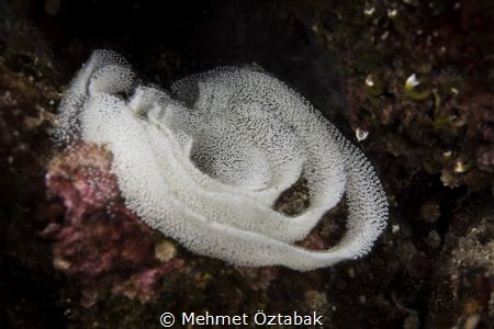 Nudibranchia eggs by Mehmet Öztabak 