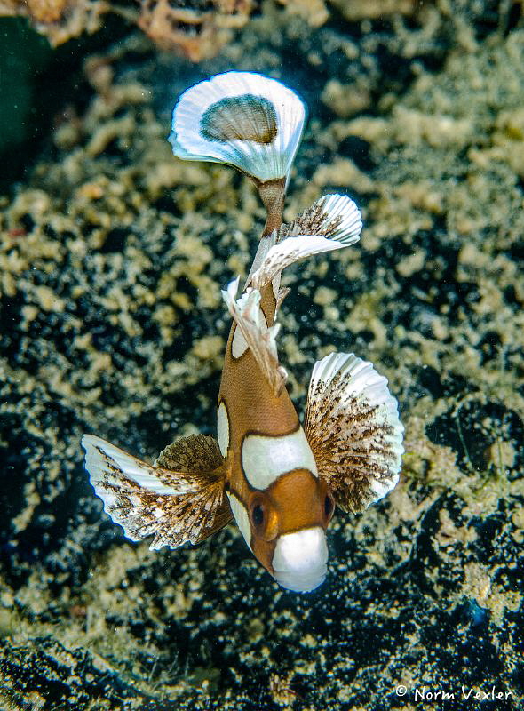 The juvenile Many-Spotted Sweetlips photographed in Puert... by Norm Vexler 