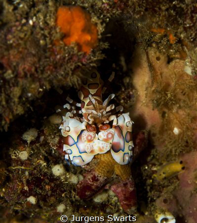 i found this guy diving at one of my favorite sites!Harle... by Jurgens Swarts 