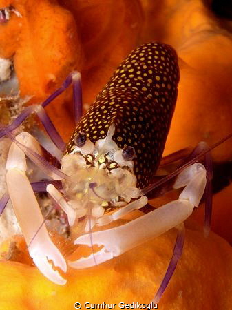 Gnathophyllum elegans by Cumhur Gedikoglu 