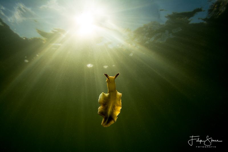Sap-sucking slug (Elysia viridis), Zeeland, The Netherlands. by Filip Staes 