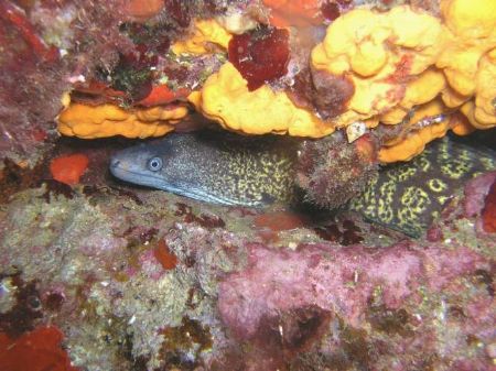 moray by Hakan Taslicay 
