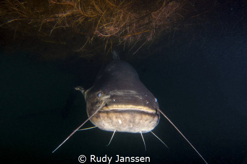 CATFISH : BIG MAMA +/- 2.5 meter by Rudy Janssen 