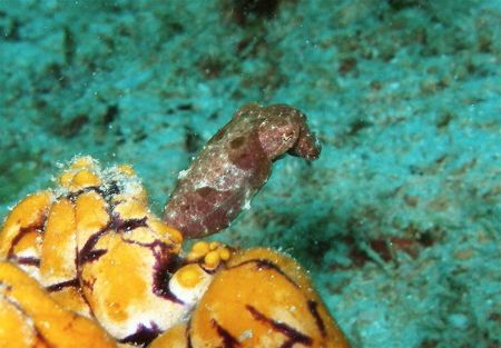 Baby cuttlefish off Kapalai by Alex Lim 