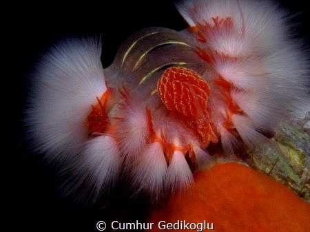 Hermodice carunculata
Fire worm by Cumhur Gedikoglu 