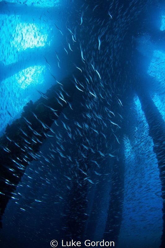 Fishy! by Luke Gordon 