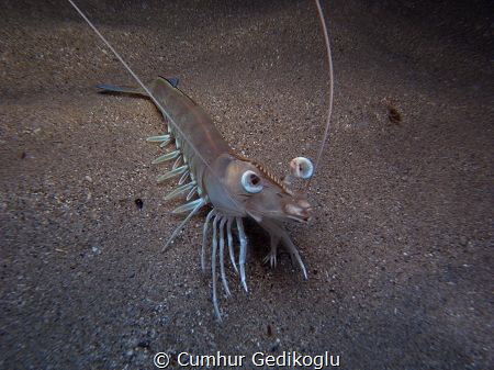 Penaeus kerathurus
Caramote prawn by Cumhur Gedikoglu 