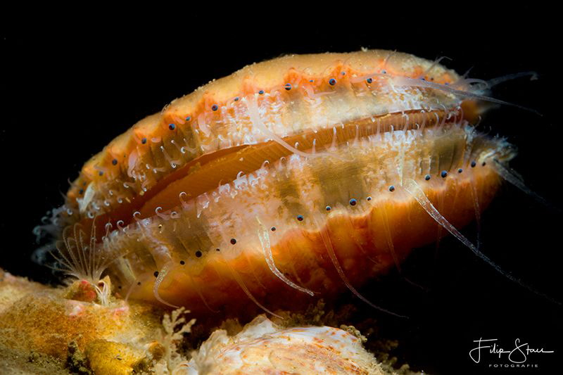 Queen scallop(Aequipecten opercularis), Zeeland, The Neth... by Filip Staes 