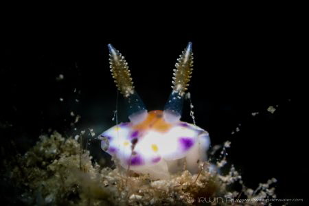 N U D I 
Nudibranch (Goniobranchus collingwoodi) Maumere... by Irwin Ang 