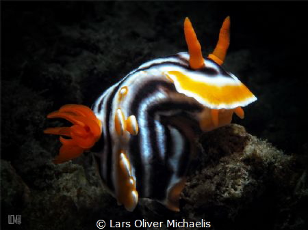 Chromodoris magnifica
snooted
Isle of Bangka, Indonesia by Lars Oliver Michaelis 