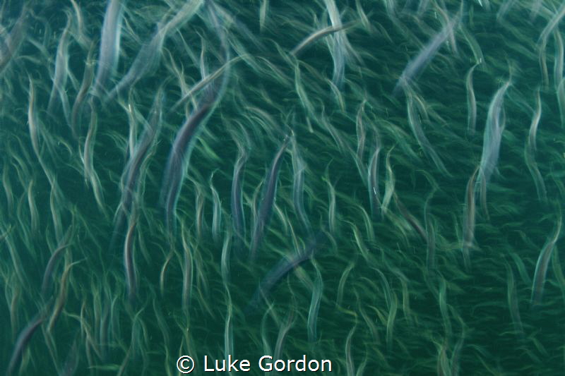 Juvenile Chinook Salmon stream down river making the firs... by Luke Gordon 