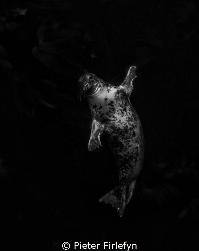 Hi seal!B&W by Pieter Firlefyn 