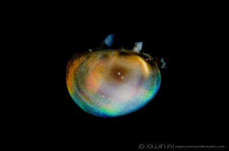 D I S C O - L I G H T
Eye of palaemonid shrimp
Anilao, ... by Irwin Ang 