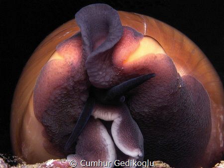 Cypraea Luria lurida
BROWN COWRY by Cumhur Gedikoglu 