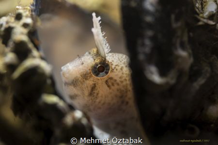 Blenny
Hereke / near İstanbul by Mehmet Öztabak 
